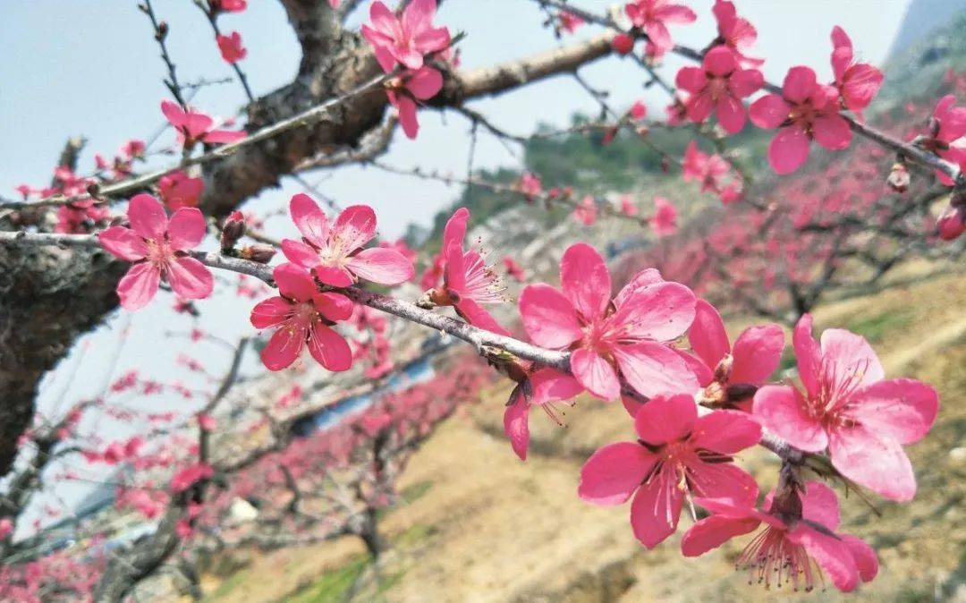 桃花族最新網(wǎng)址，探索與體驗