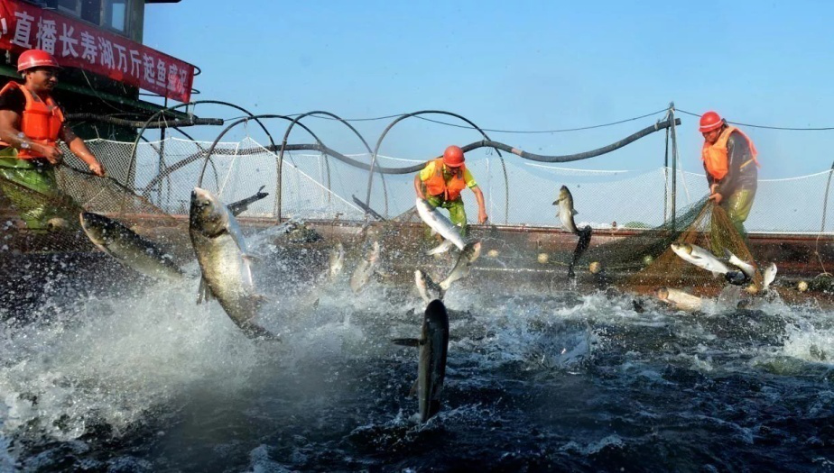 最新捕魚(yú)技術(shù)，革新捕魚(yú)業(yè)，推動(dòng)可持續(xù)發(fā)展