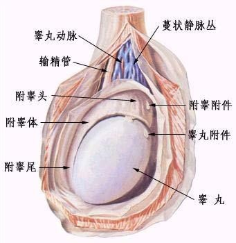 腮腺腫瘤最新的治療方法