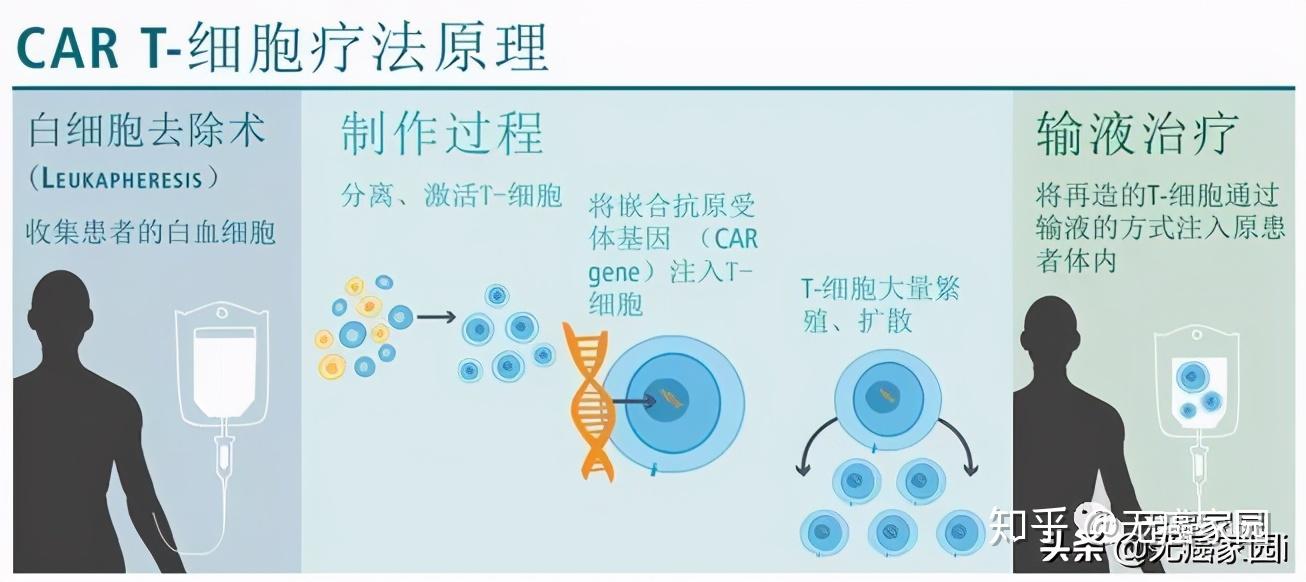 最新CART免疫治療臨床招募，突破癌癥治療的新希望