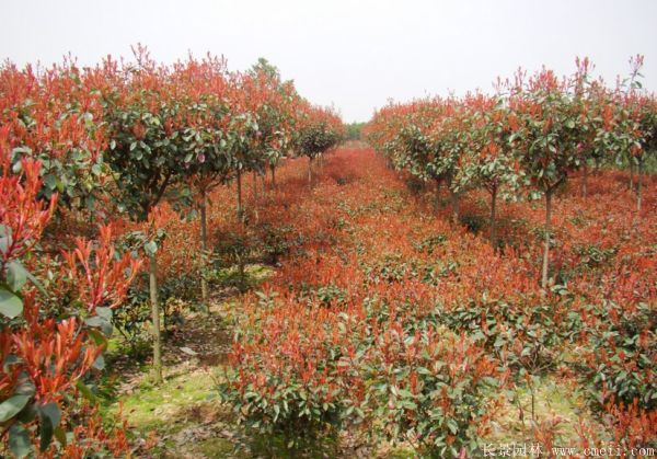 紅葉石楠最新價(jià)格動態(tài)及其市場影響